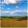 slides/Steyning poppies.jpg river adur,west sussex,poppies,panoramic,simon parsons,clouds,blue sky,trees Steyning poppies